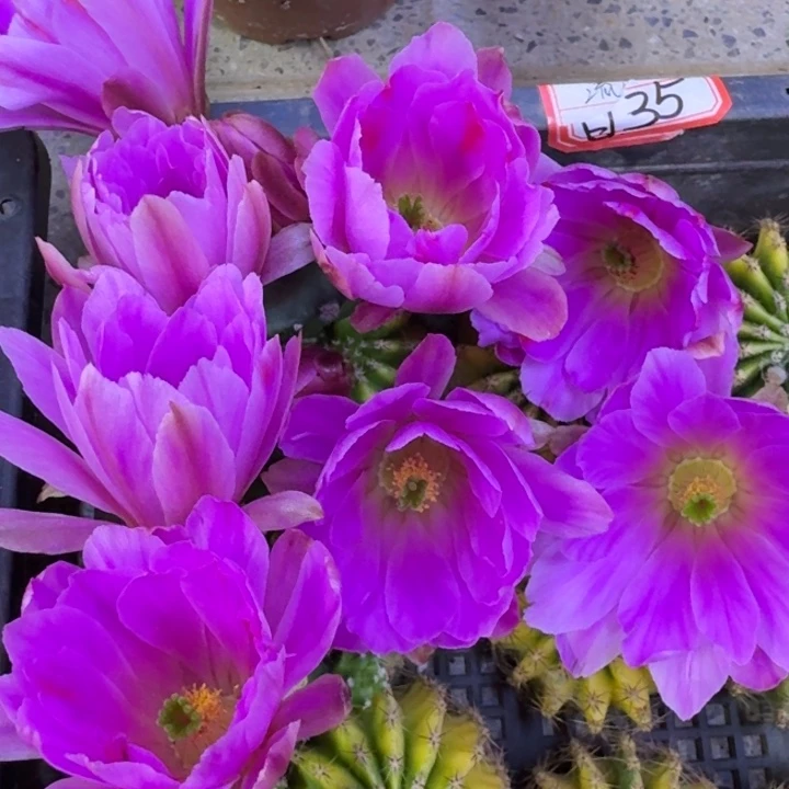 9水仙情郎2个无根侧牙小软，20包邮