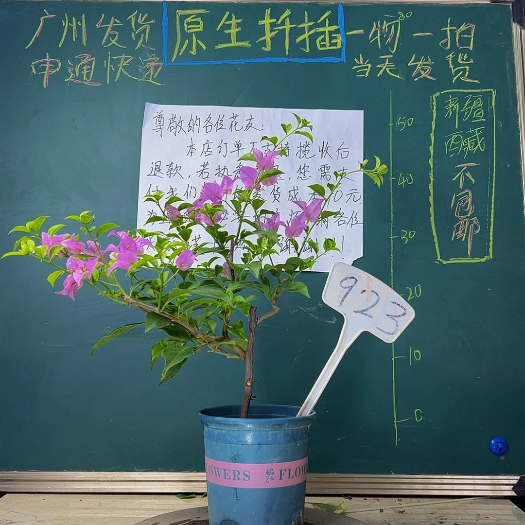 当前无花栽培后可以开花 巴西紫 923