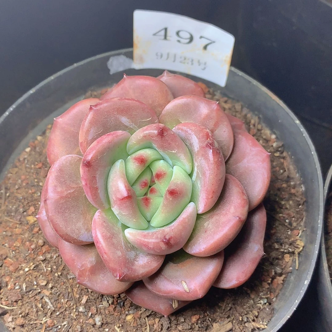 【闪购商品】云497号