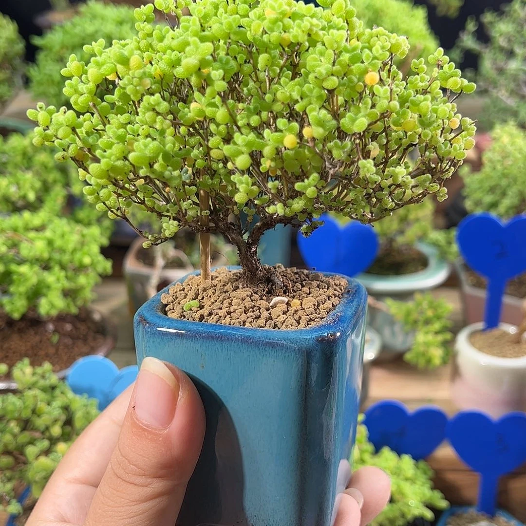 7号蜜橘老桩精品造型