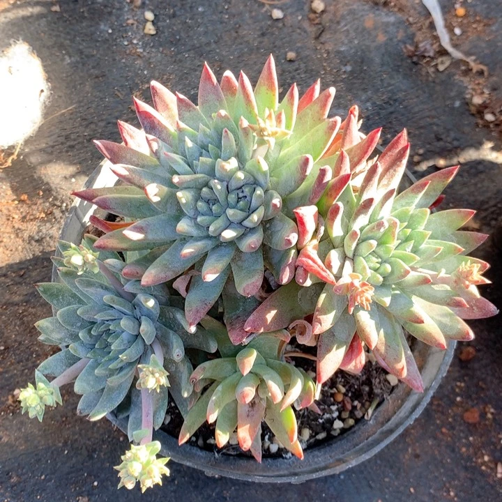 白雪，多肉植物啦啦啦啦啦