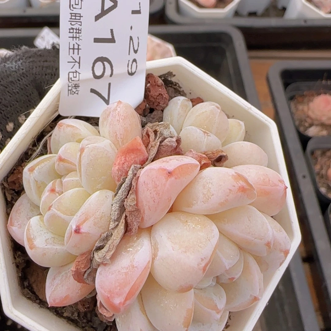 雪媚娘三头一颗脱土发货