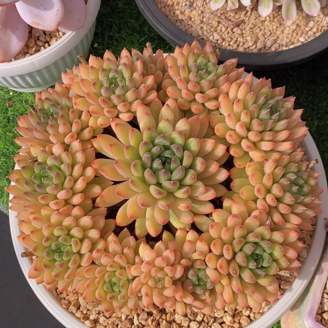 星际迷航 一物一拍