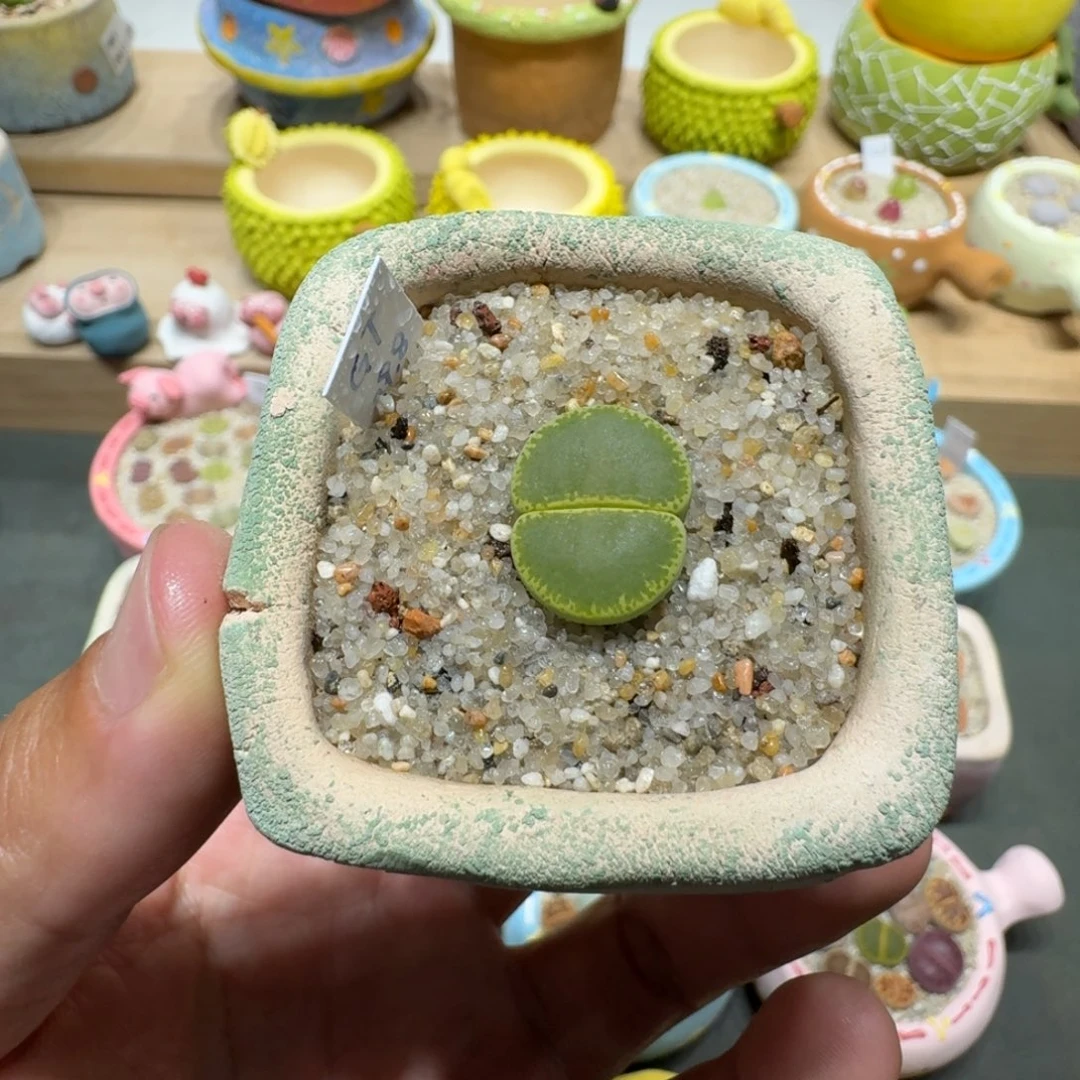 蘑菇235绿帽绿帽