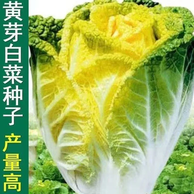 【全店满5元包邮】黄芽菜种子黄牙菜种孑耐寒白菜娃娃菜阳台盆栽