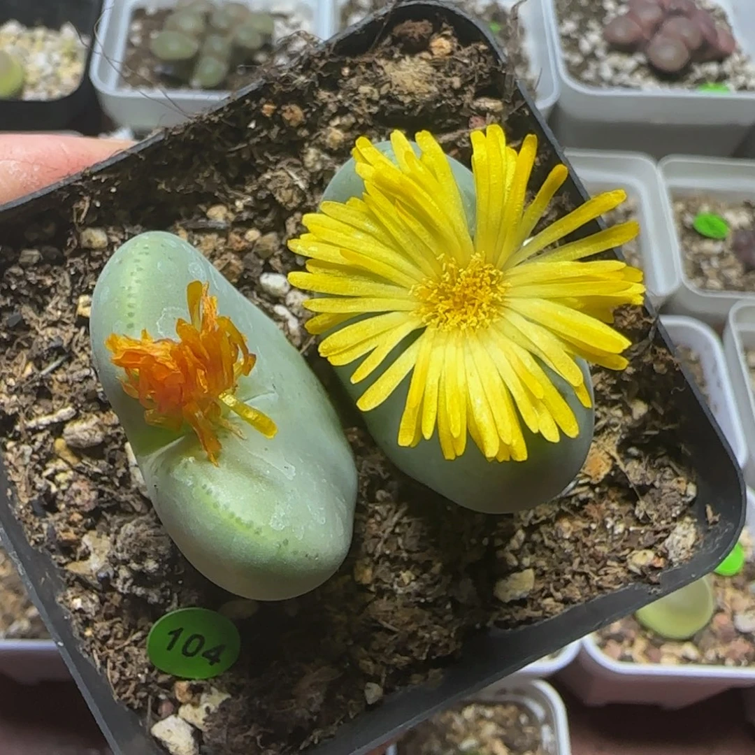 巨无霸多肉植物104