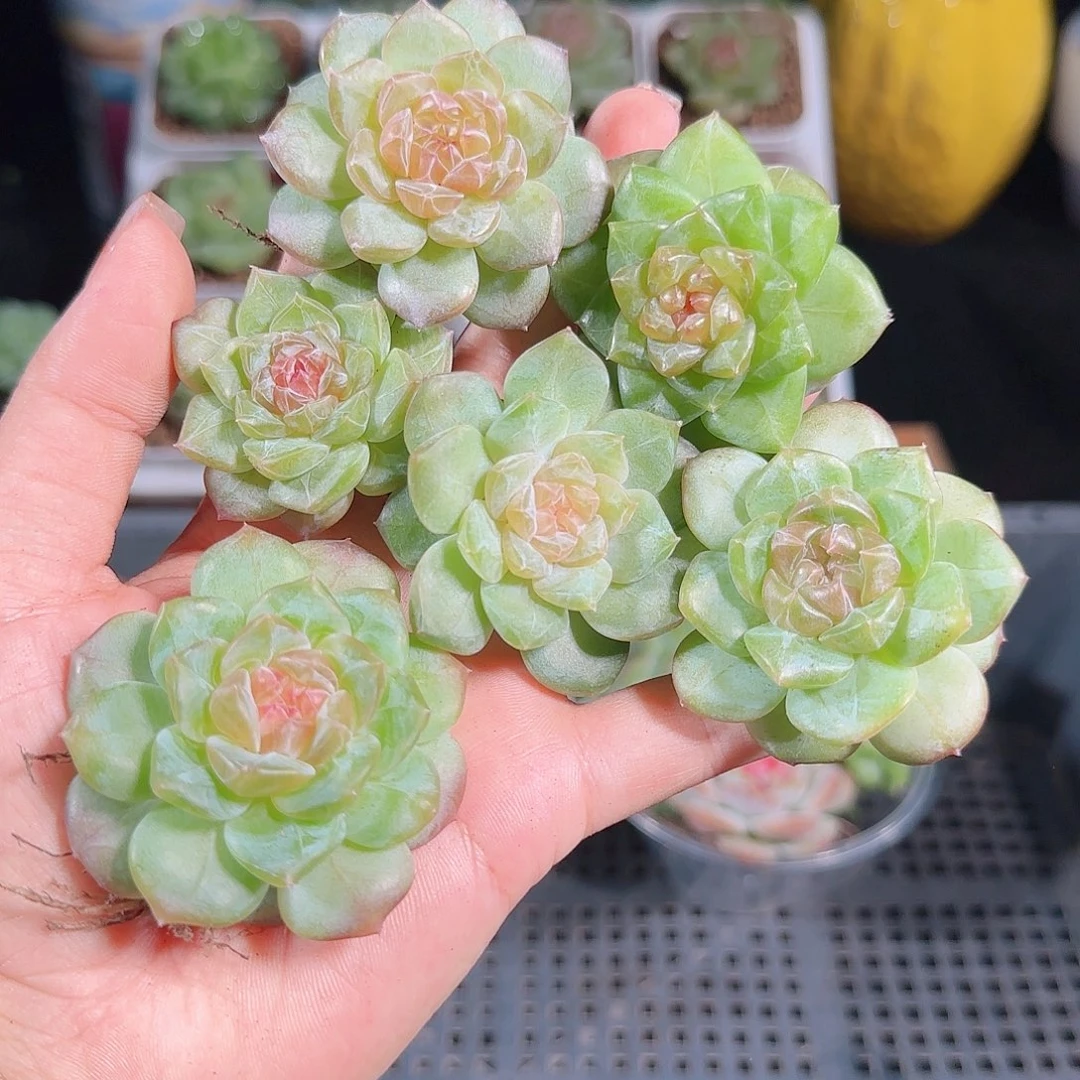 1007--163一物一拍