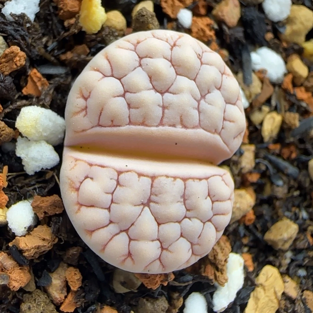 荒189大棚直播30包邮