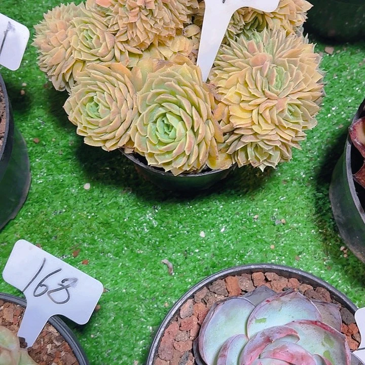 D***p丽娟花卉昂斯洛缀