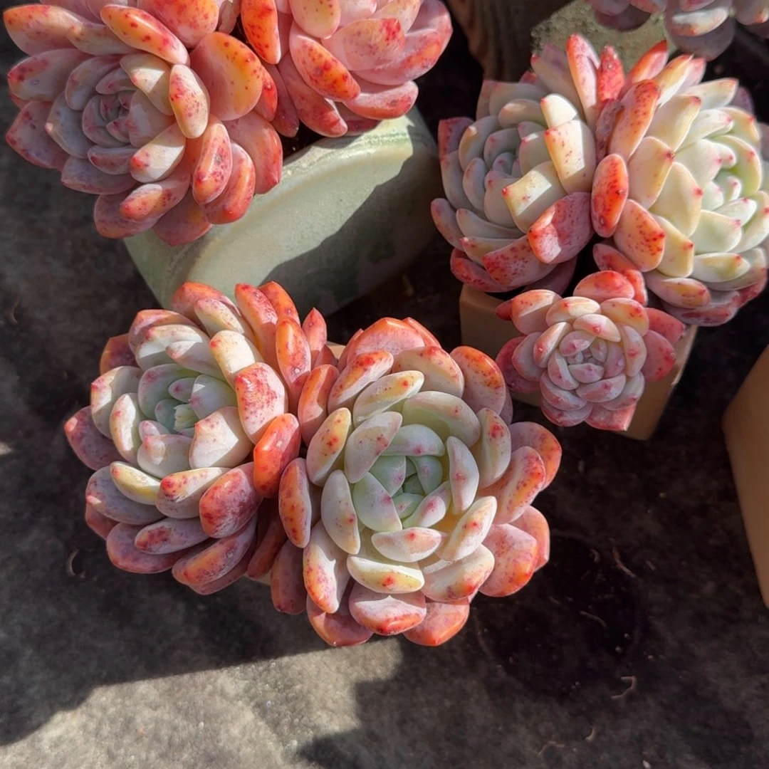 丫*_三颗一组，新年福利