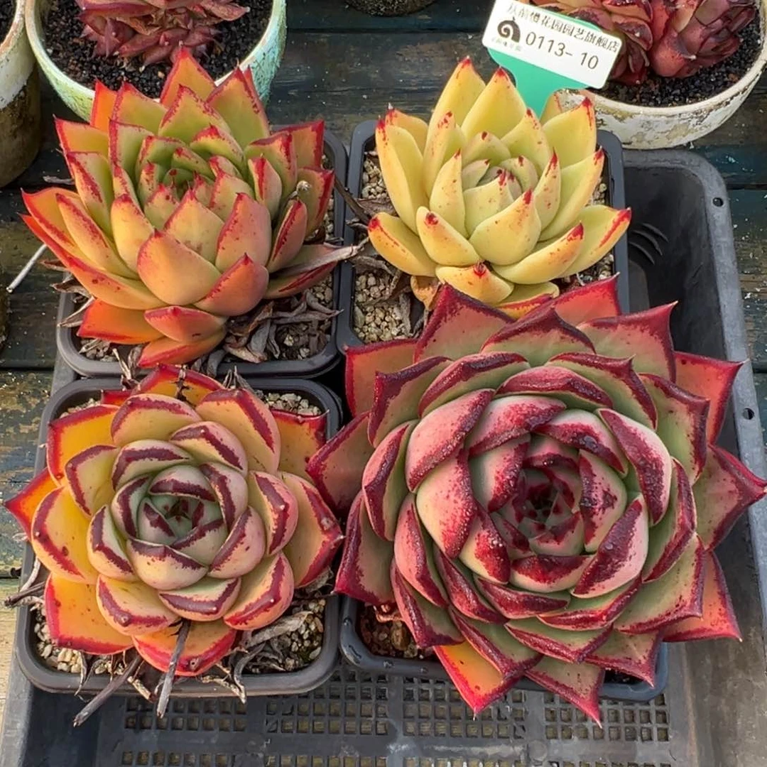 从前慢多肉精选编号0113.10