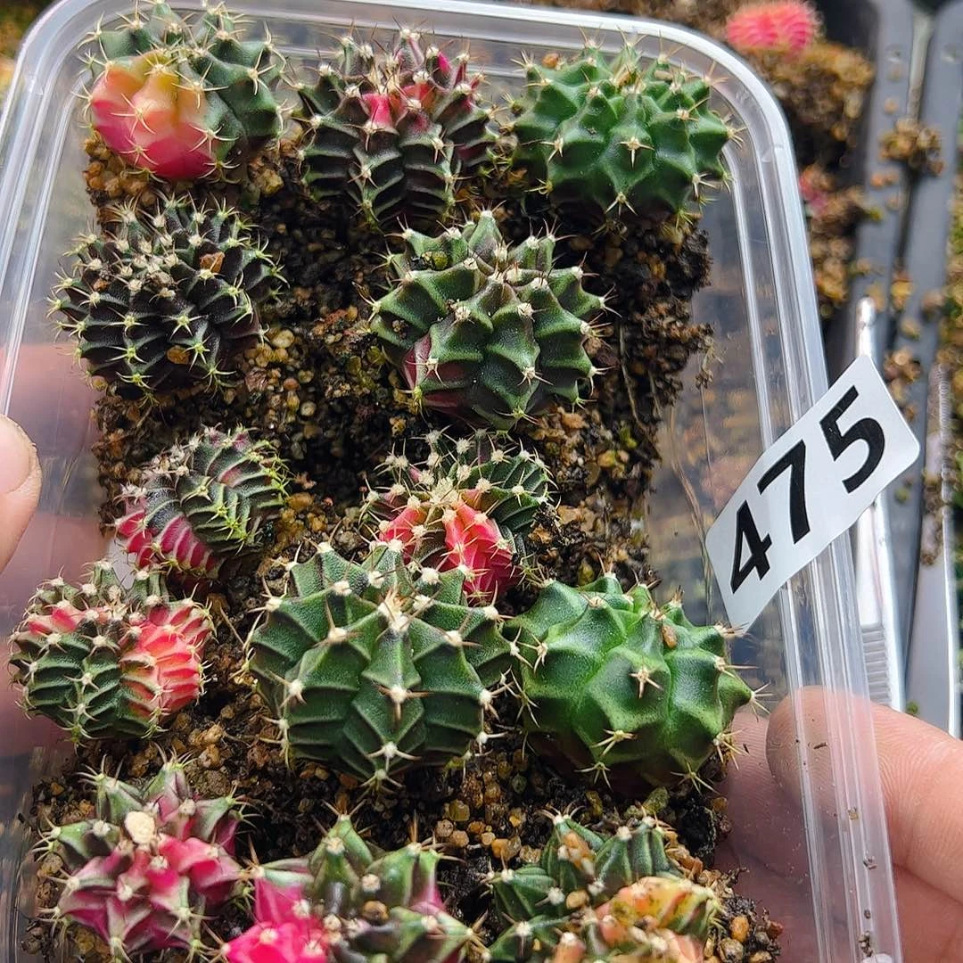 当前无花栽培后可以开花475