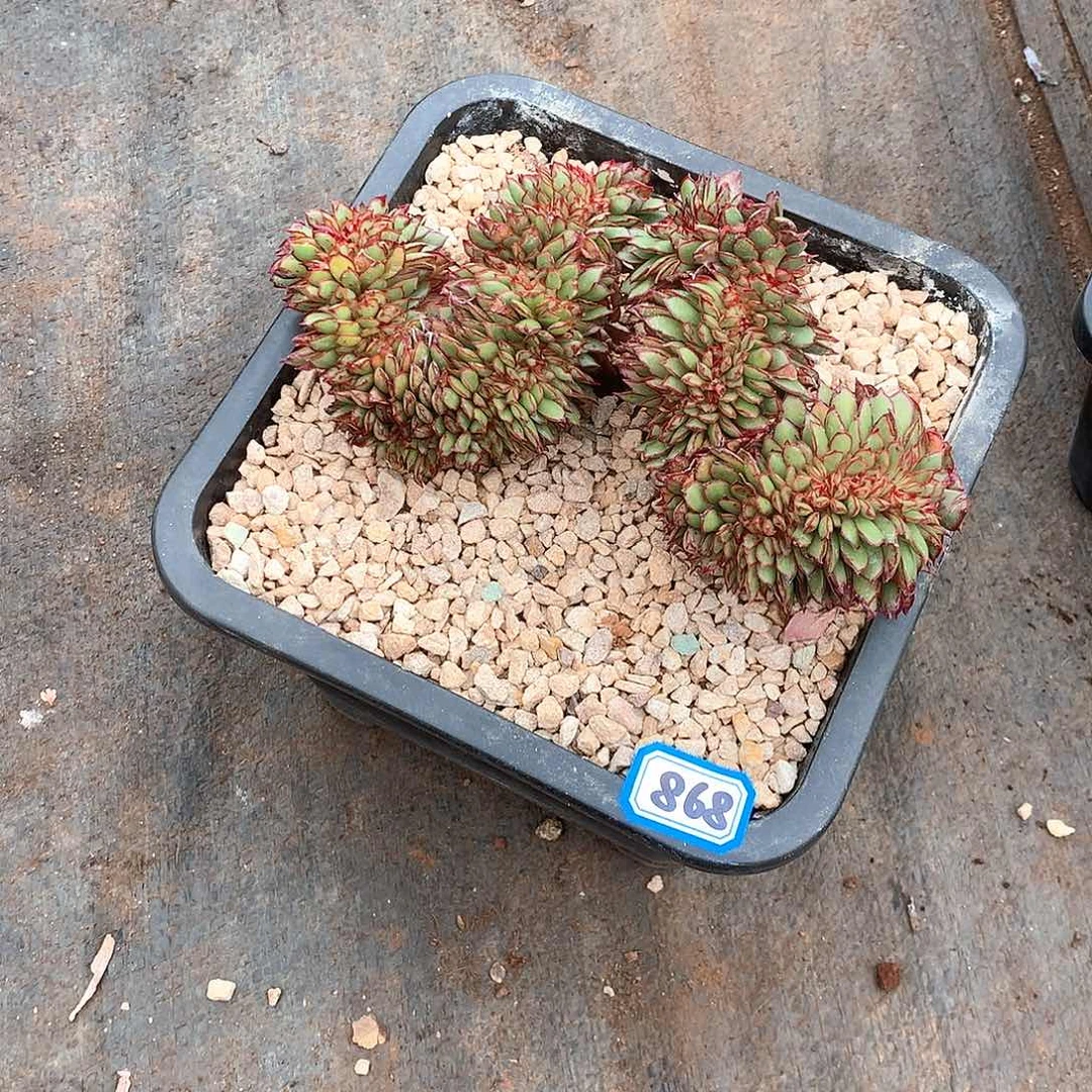 868缀化一物一拍多肉