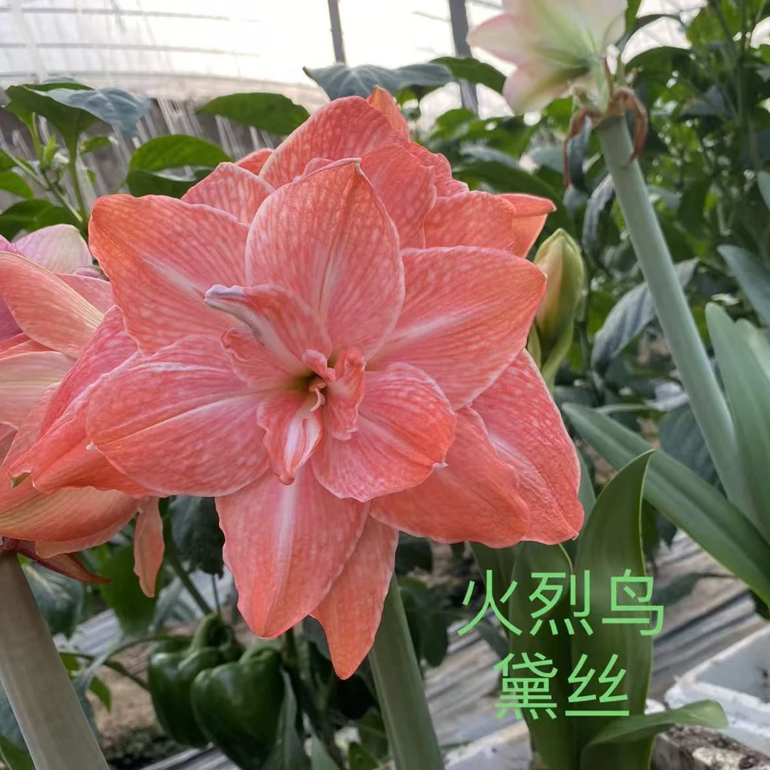 爱优辣椒姐懒人花卉火烈鸟黛丝