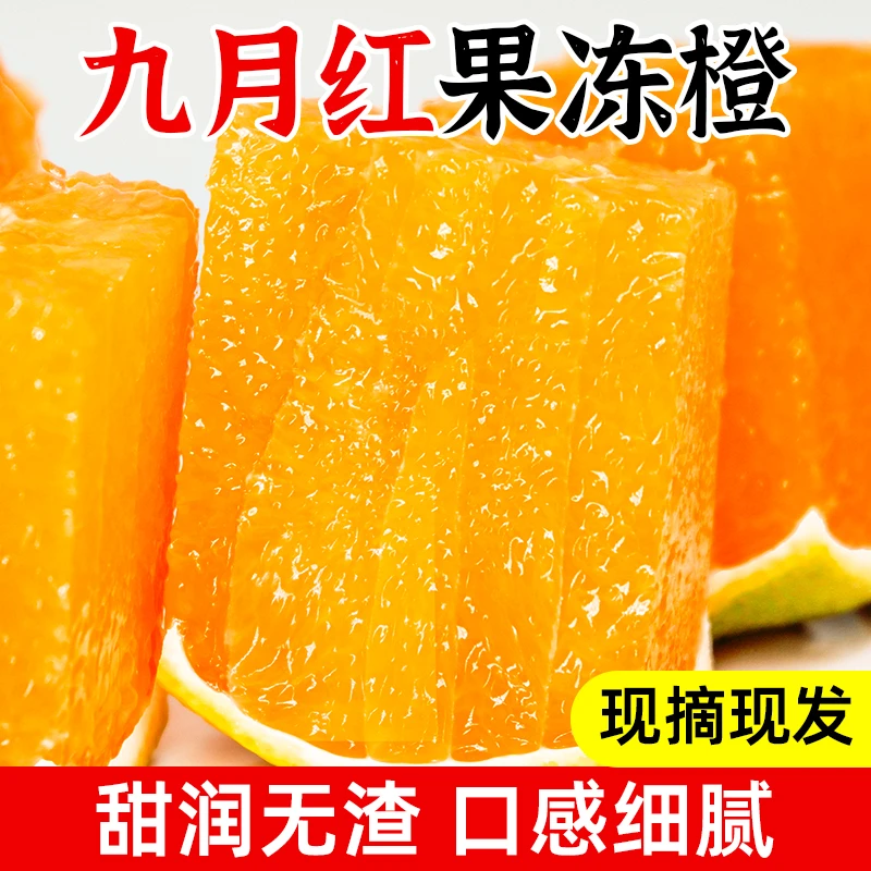 【遇见美物】湖北秭归九月红脐橙 果冻橙现摘现发 4.5斤 当季水果