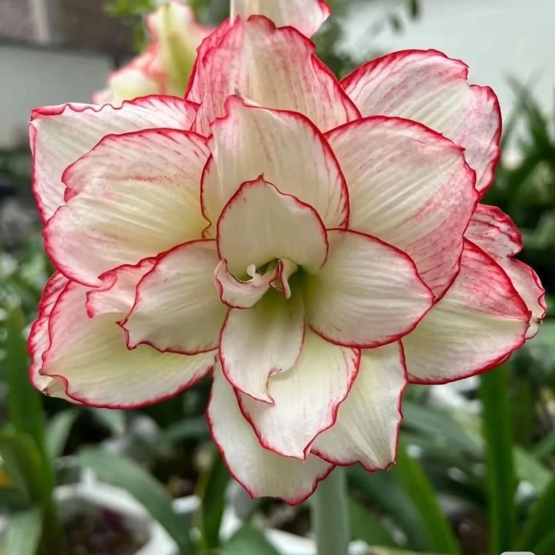 皮皮】大花重瓣朱顶红种球