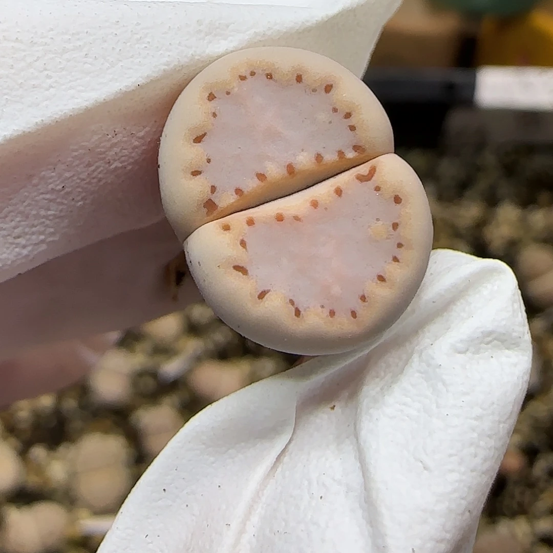 11.20.1621.013饼干.9022尺寸1.5cm