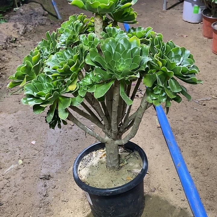 7，绿法师1346789900000