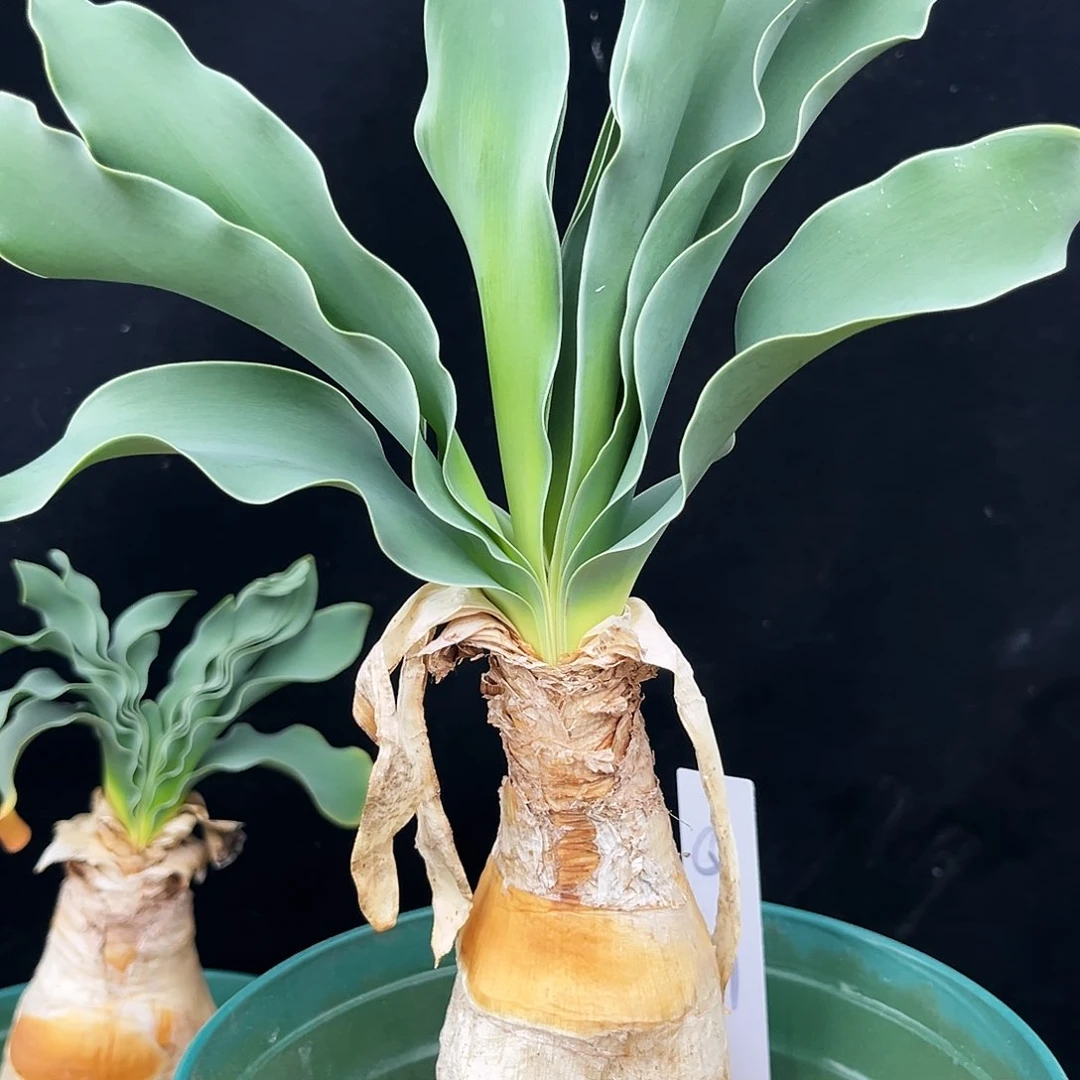 潮流植物巨凤之款，Q11