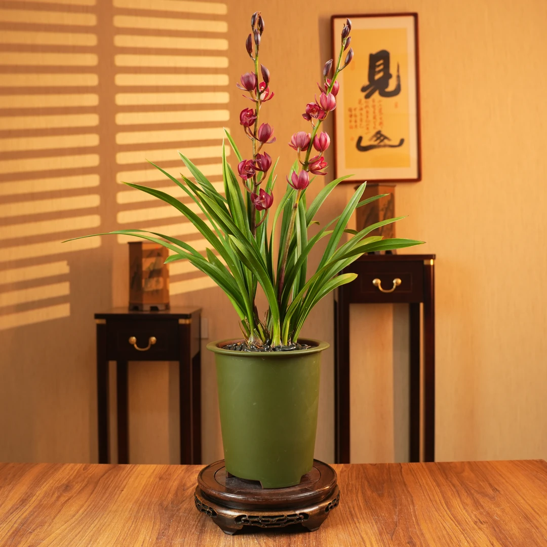 【老种江山美人】高端蕙兰稀有名贵浓香好养室内外盆栽办公室客厅