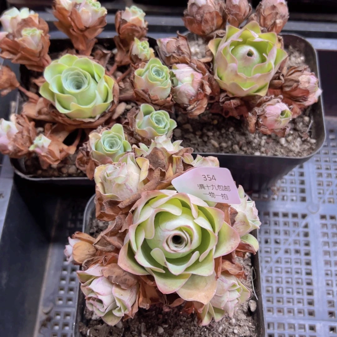 354 侧牙掉了不包损无售后