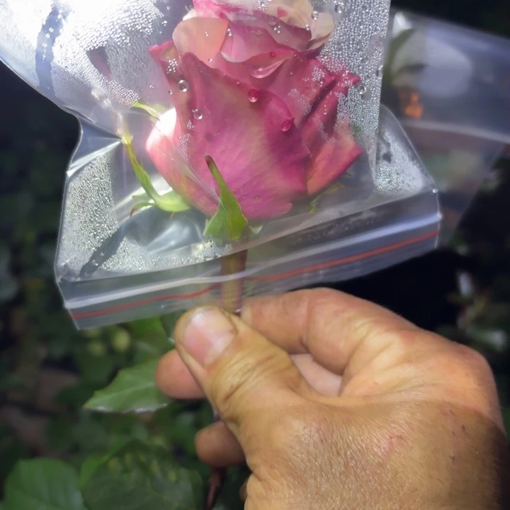 无花朵朋友扦插小苗