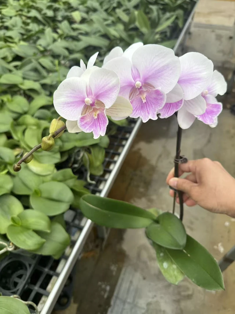 甜美人蝴蝶兰，单颗有掉花，掉包