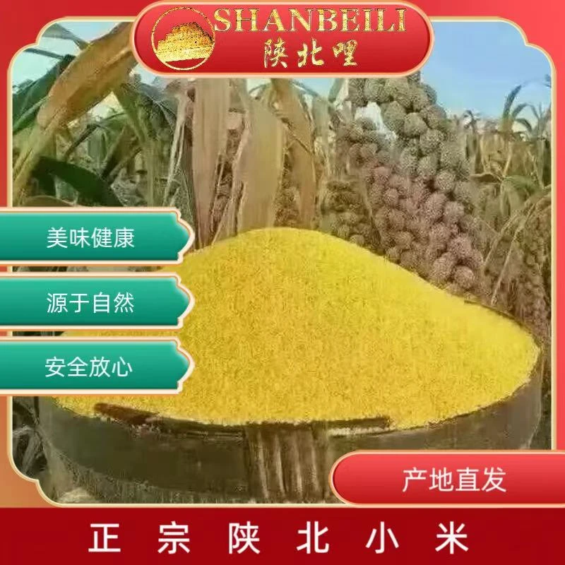 陕北哩陕北哩榆林特产大金苗糯黄小米优质月子米营养丰富适合煮粥