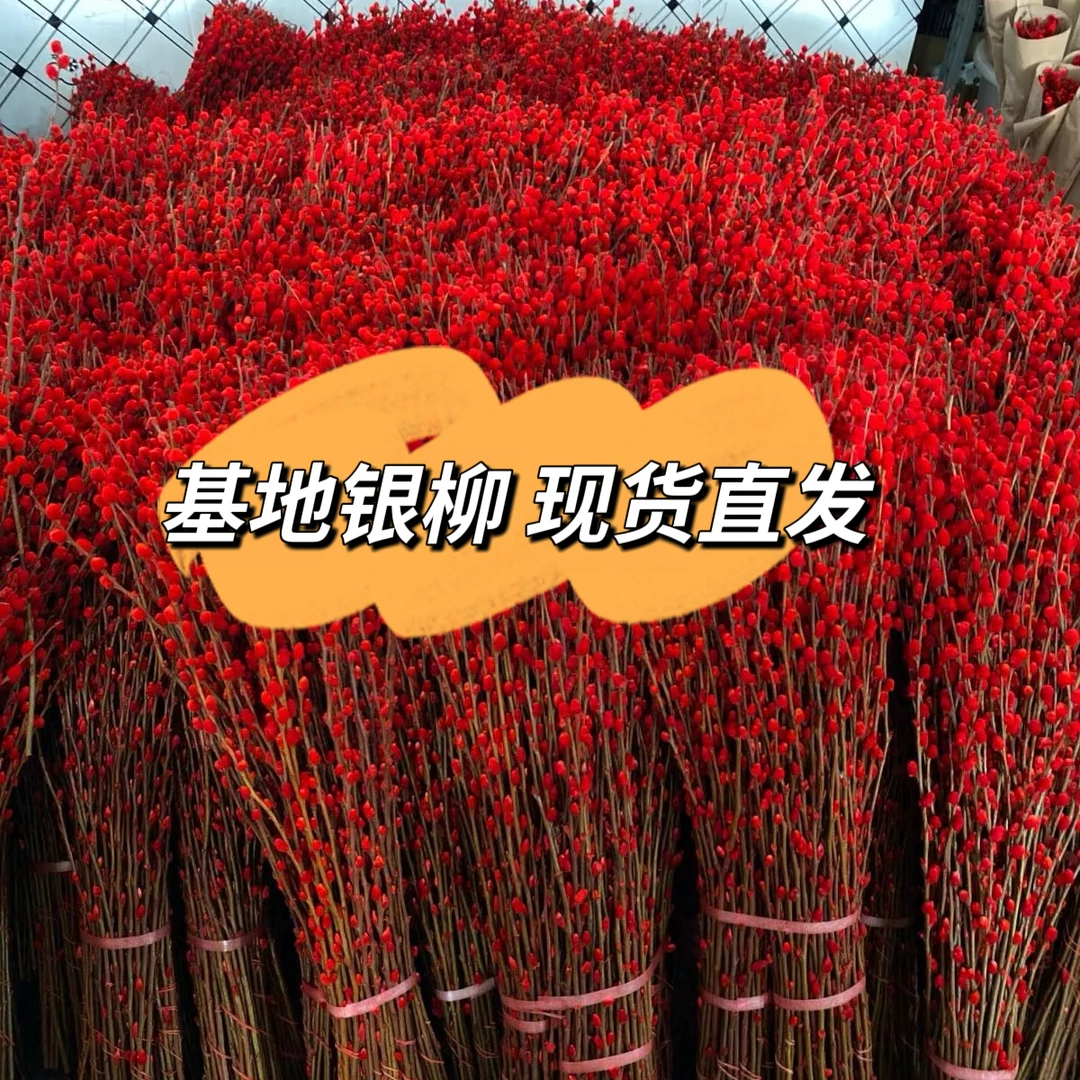 招财银柳真花鲜枝春节年宵花卉水培植物干花红色银柳客厅室内装饰