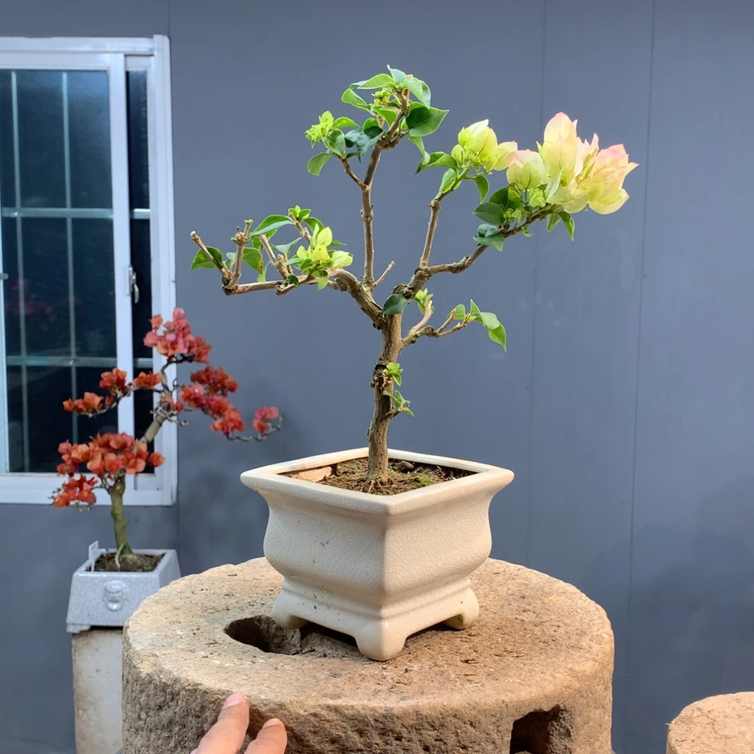 大量花朵（建议范围：8朵-15朵 或40%以上）