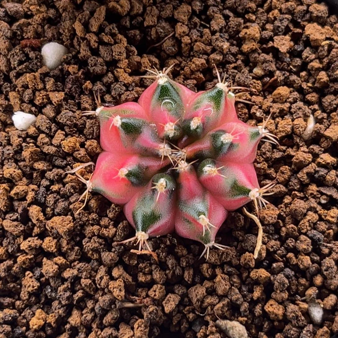 枫叶 米哈仙人球