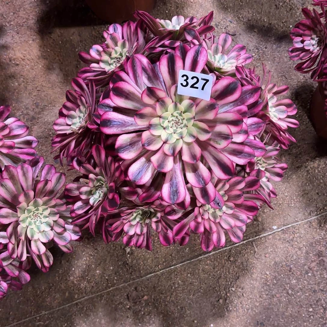 多肉法师水晶仙子327