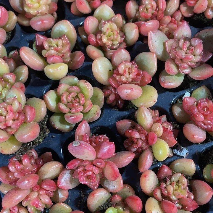 10颗一组小苹果10颗