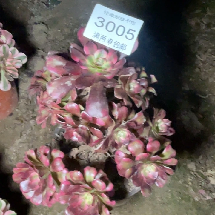 3005月蝉的人多肉的