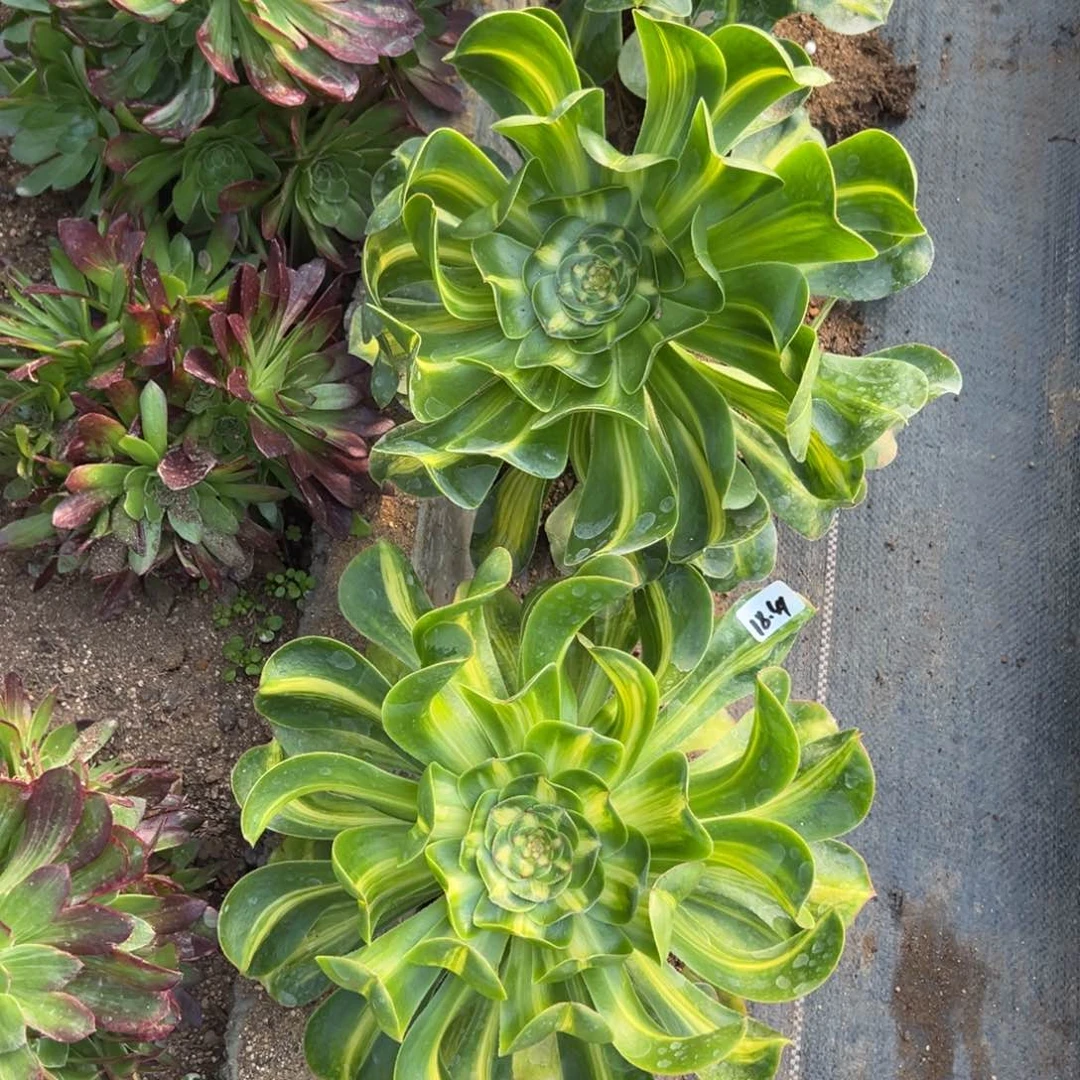 41暴君多肉植物山东1颗