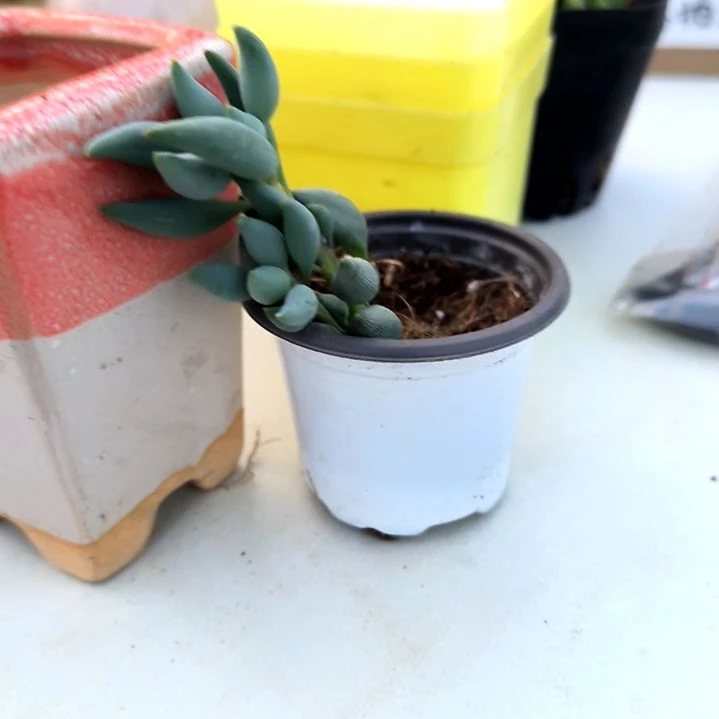 满6元包邮，锦上珠