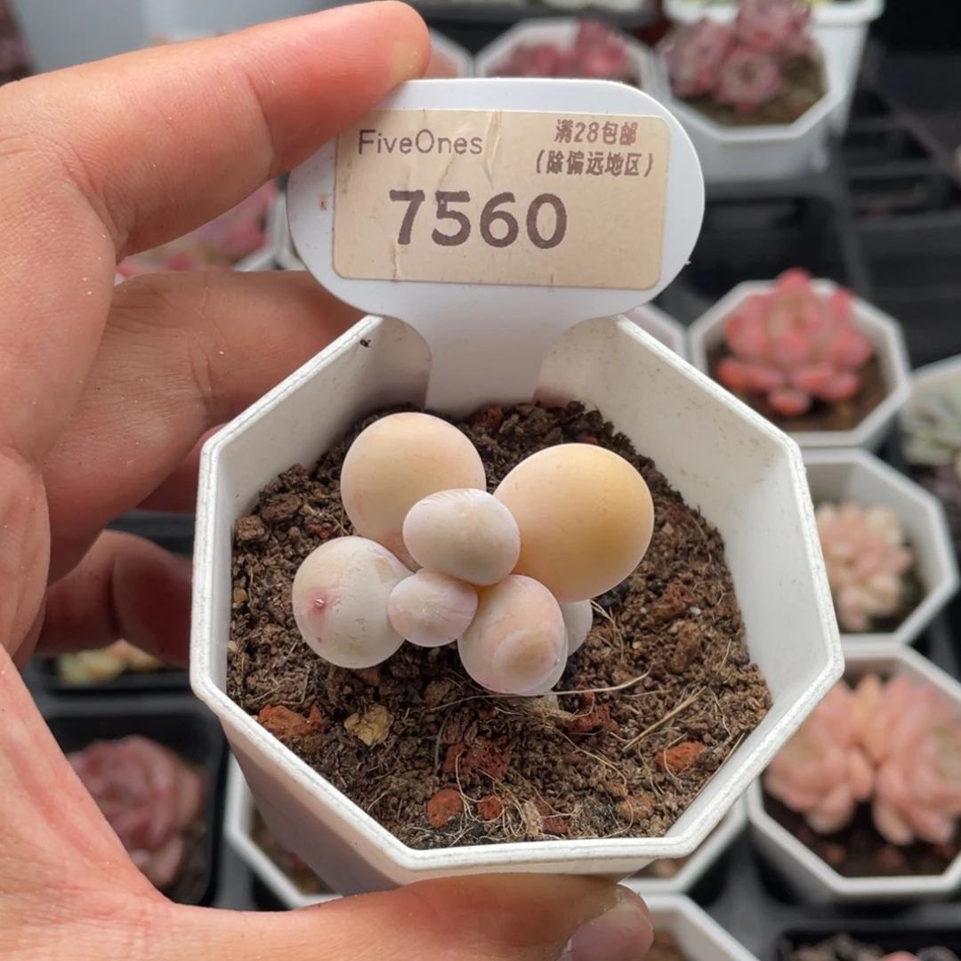 橙雪球奶酪7560-3.5厘米