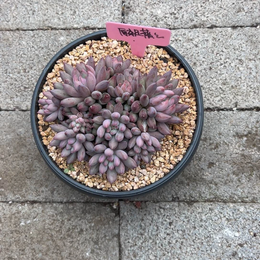 原***吖虞美人111111111111111