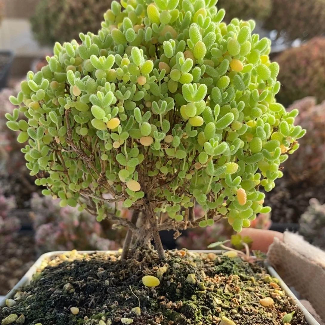 蜜橘糖球5572枝干番杏