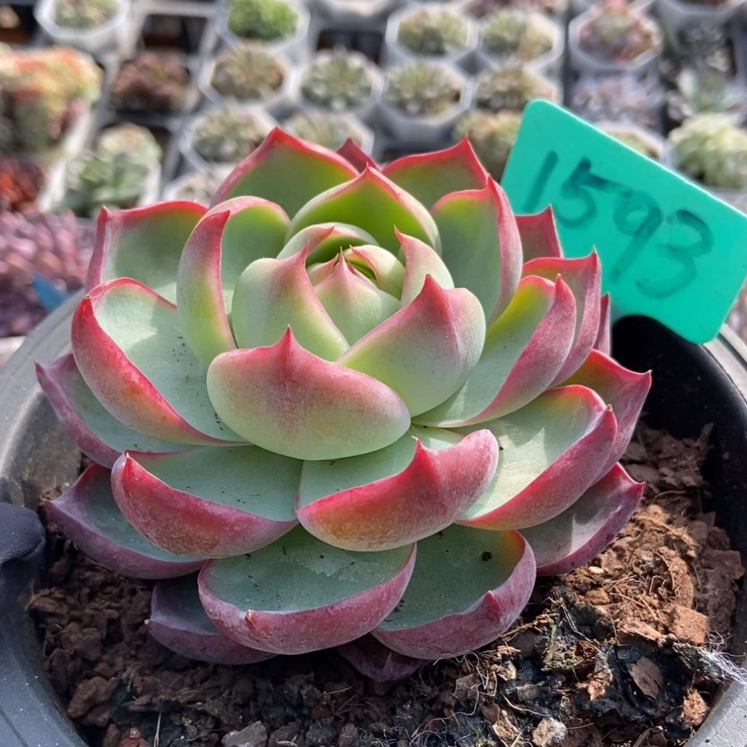1593惊鸿仙子多肉植物