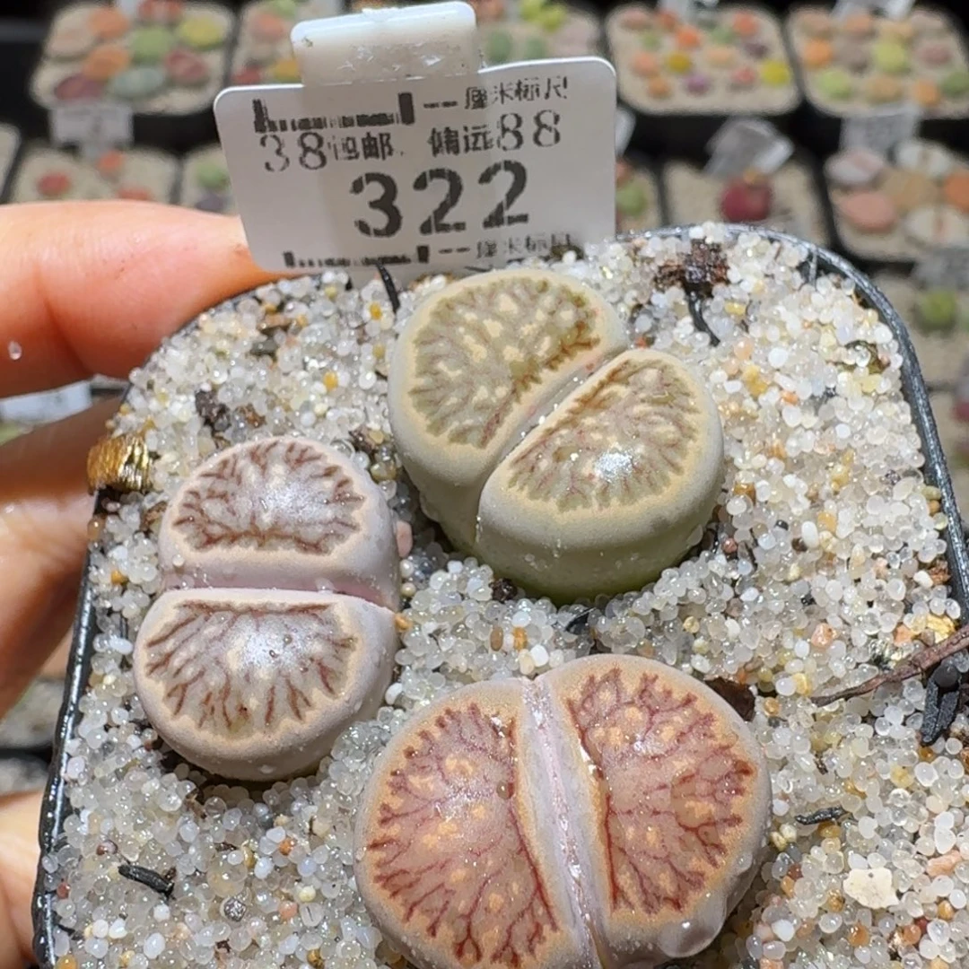 Sss精品便宜清了322