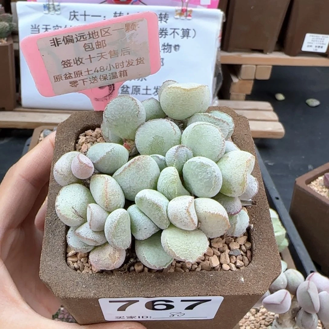 767硬叶白蛋多肉