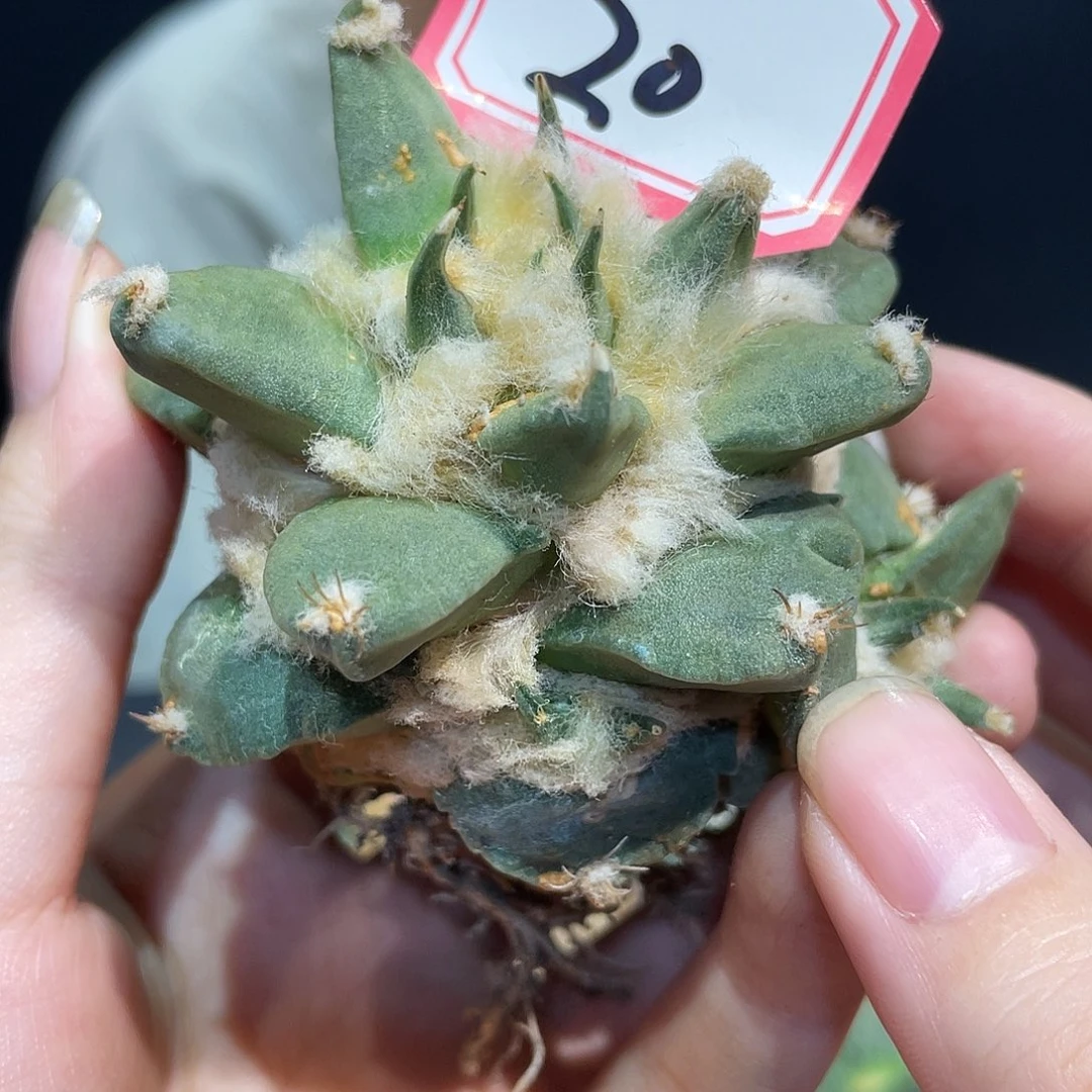 20号自根细尤龙牙牡丹萝卜根