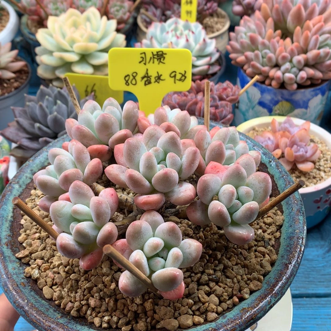 习***惯我们家的小姐姐们