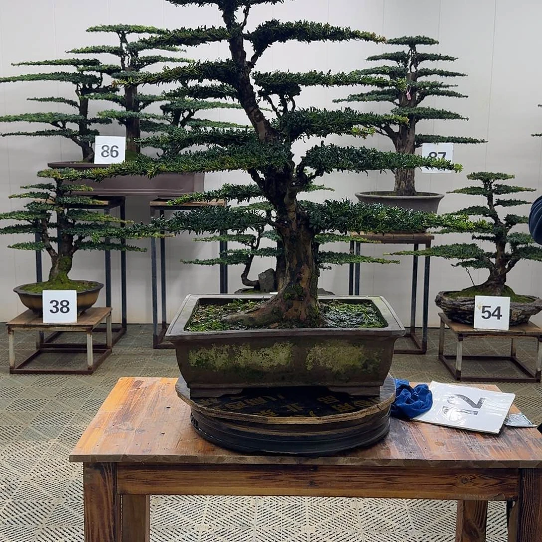 无花朵珍珠红芽罗汉松造型盆景