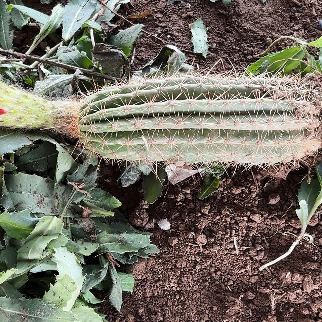 388 带根毛花仙人球瑕疵瑕疵