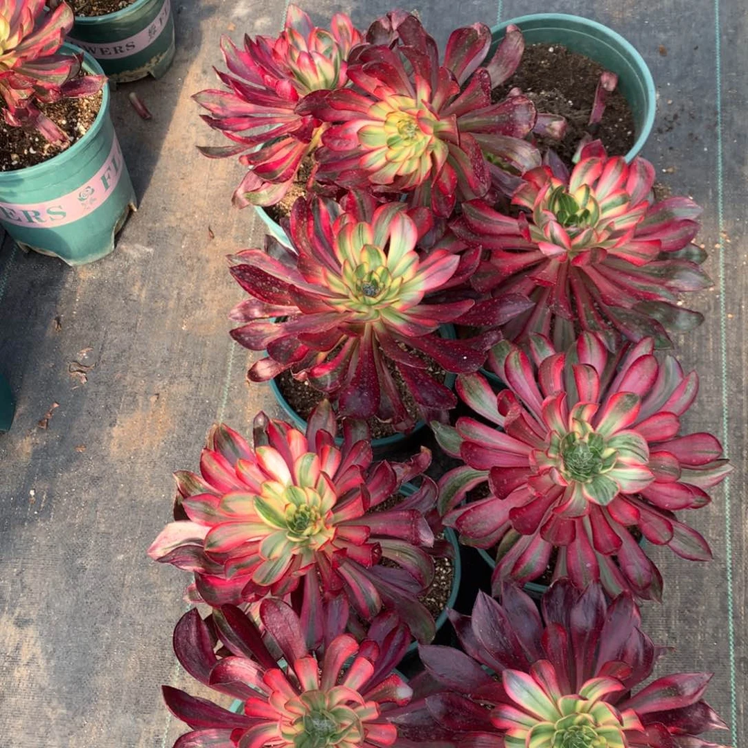 乌毒白拉丝19.9福利单头