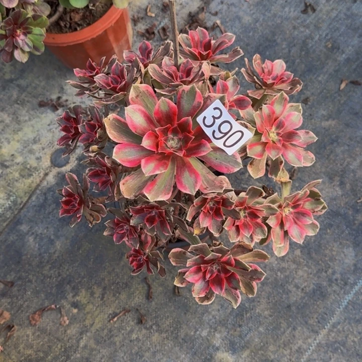 00000000390浣纱0000