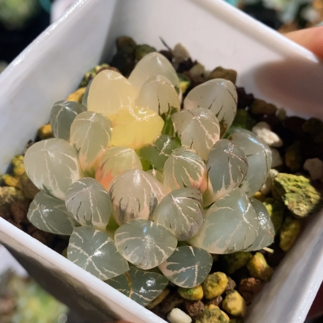 一颗实生玉露锦 特价