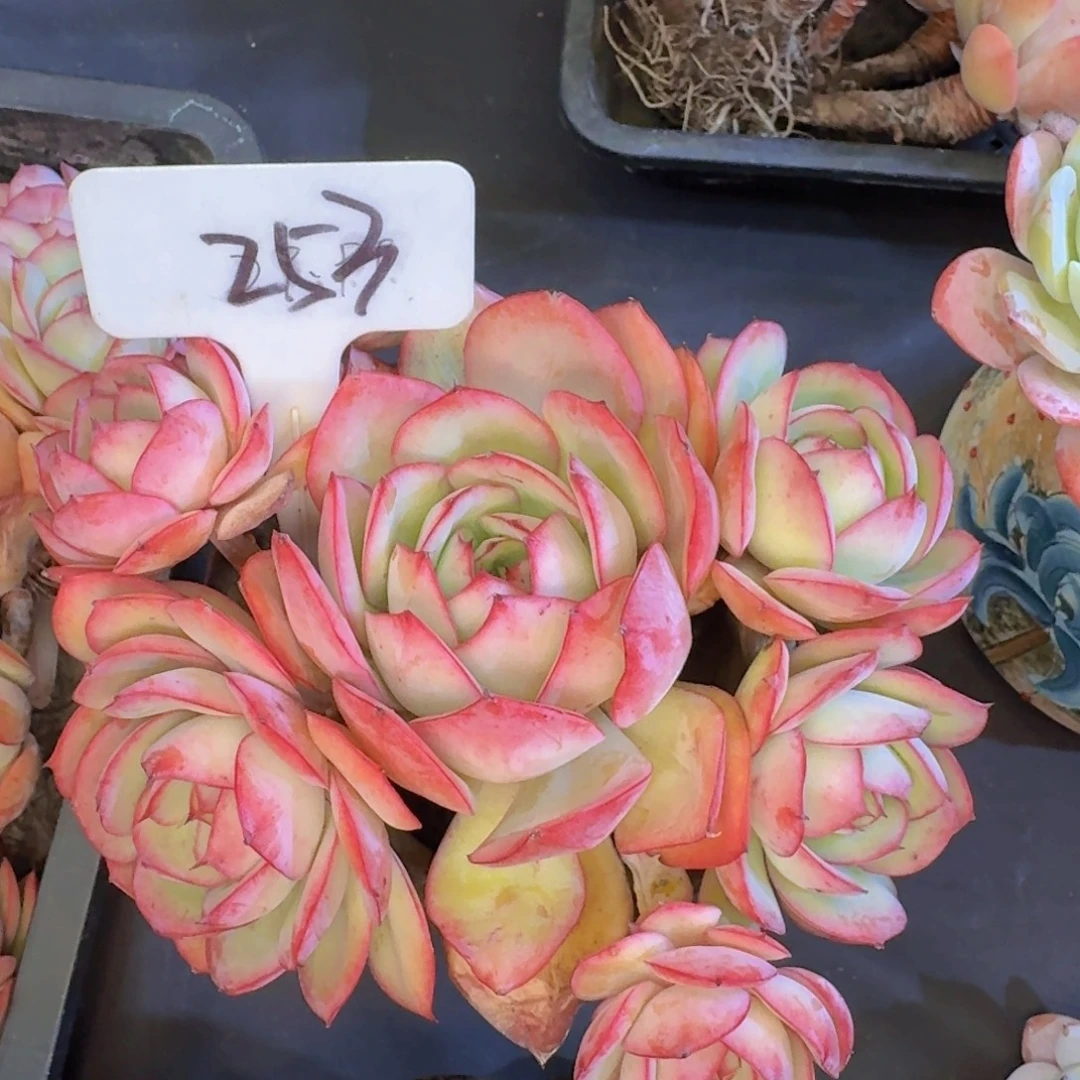 多肉植物的生长发育和生长发育